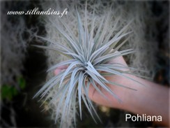 Pohliana_01.jpg
