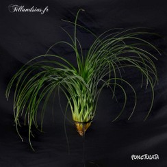 Punctulata_2015.jpg