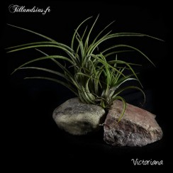 Victoriana_2016.jpg